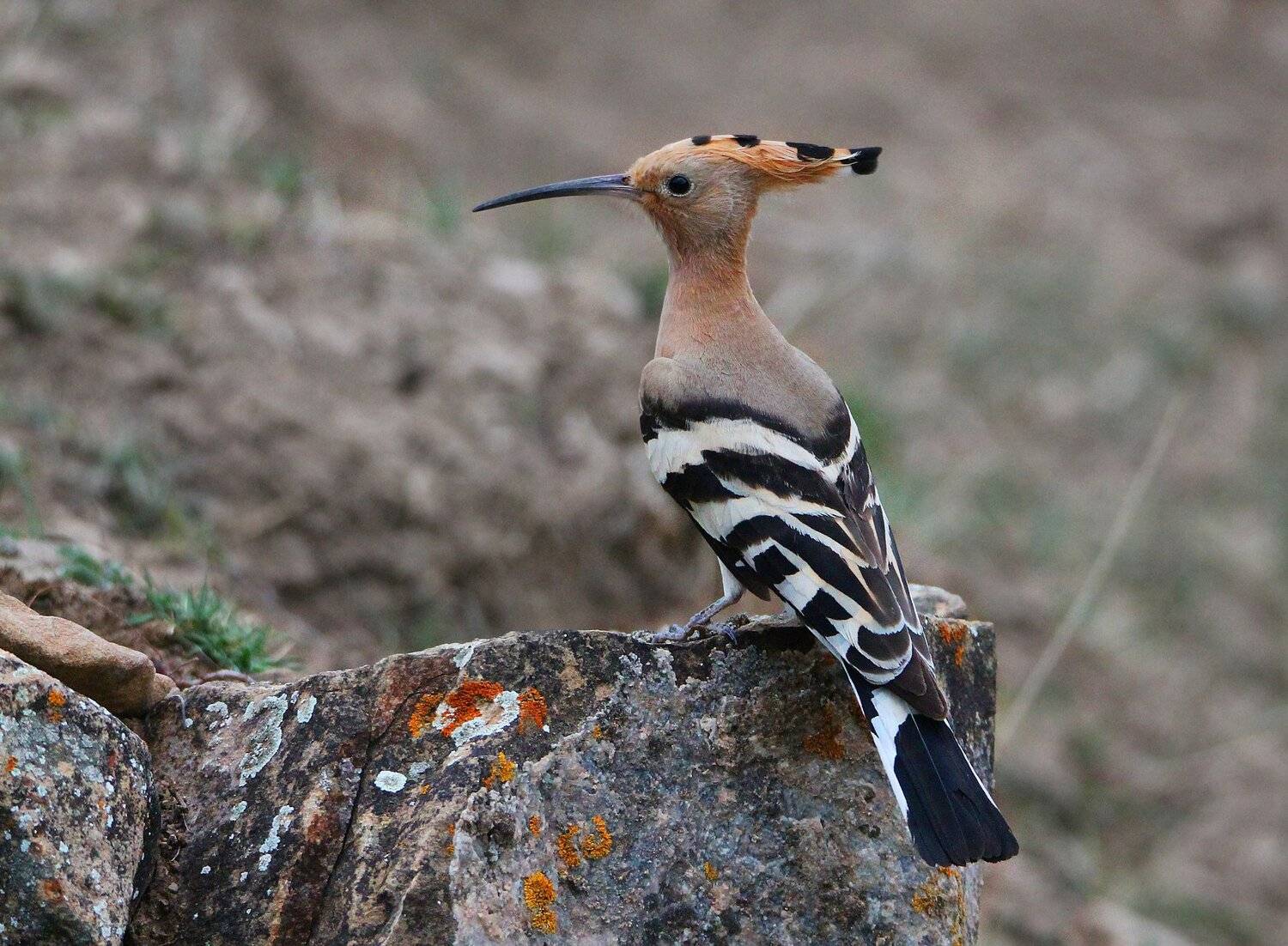 птица,, Marat Magov