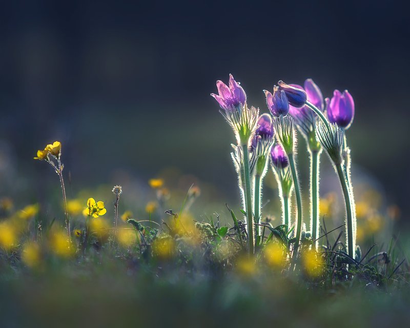 Весна идет! фото превью