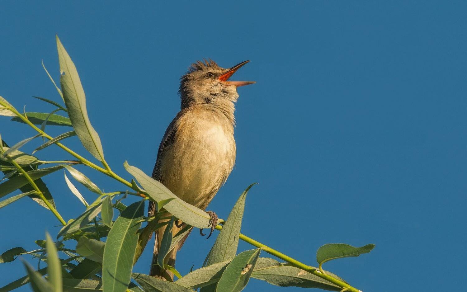 song, Alexander Plekhanov