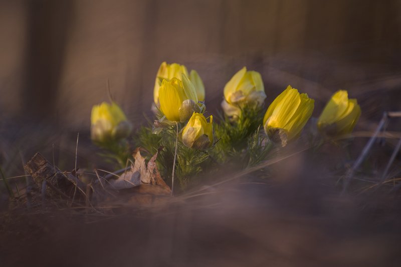 макро, цветы, первоцвет, природа Огни весны фото превью