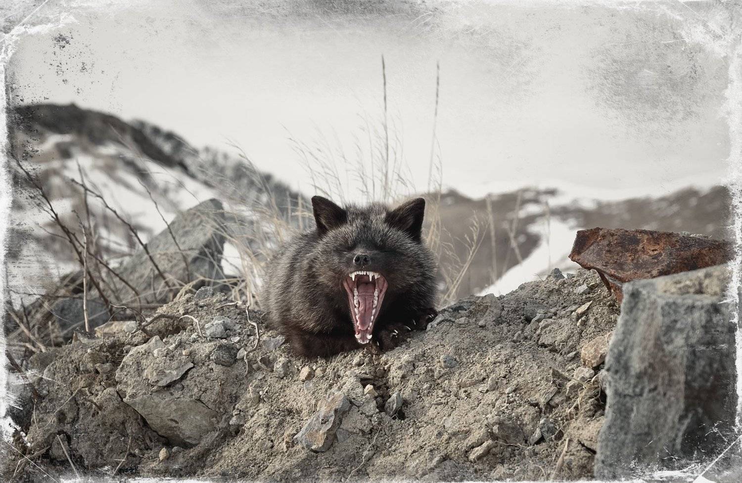 пейзаж животные лиса, Артём Белошицкий