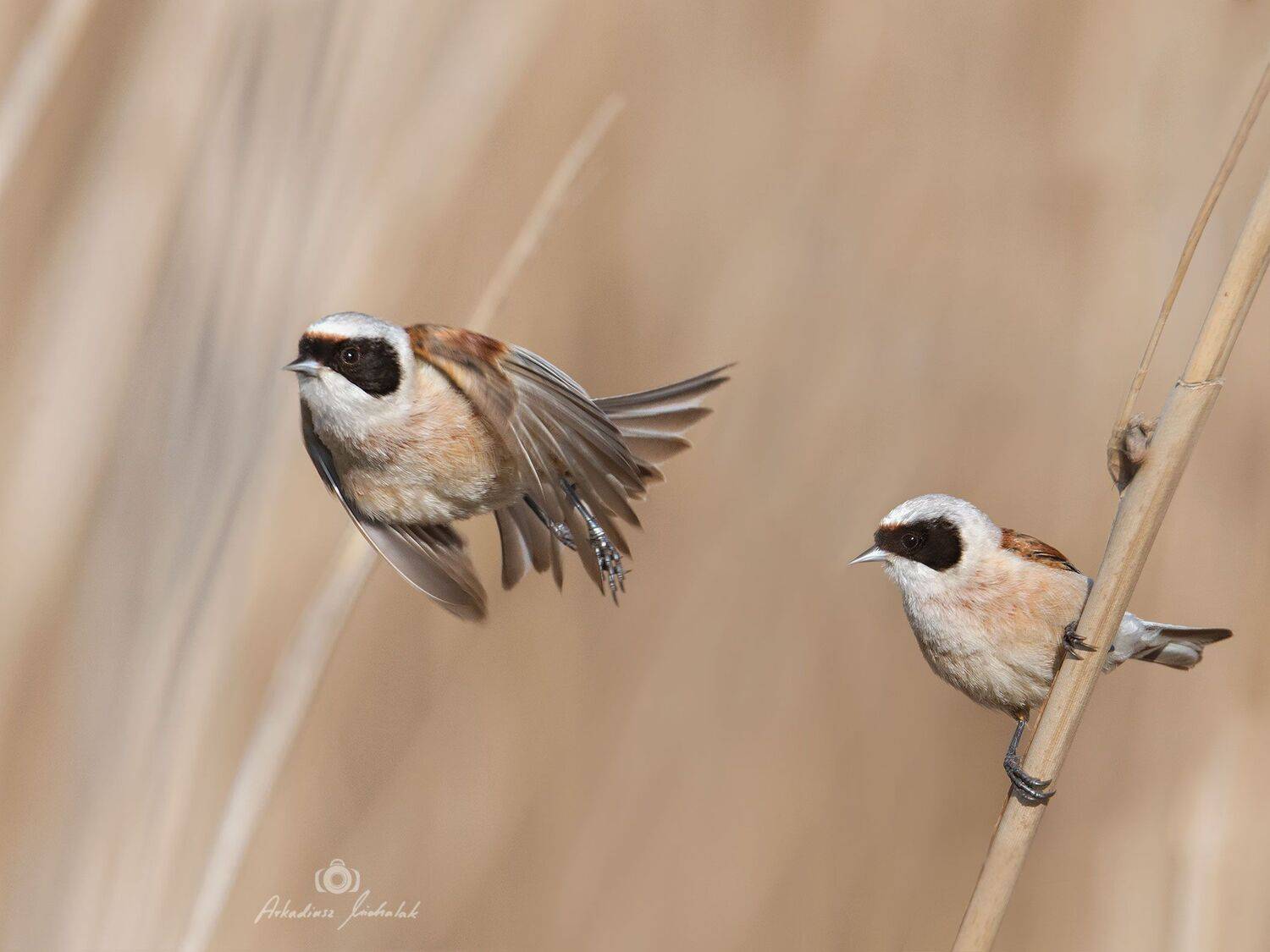 , Arkadiusz Michalak