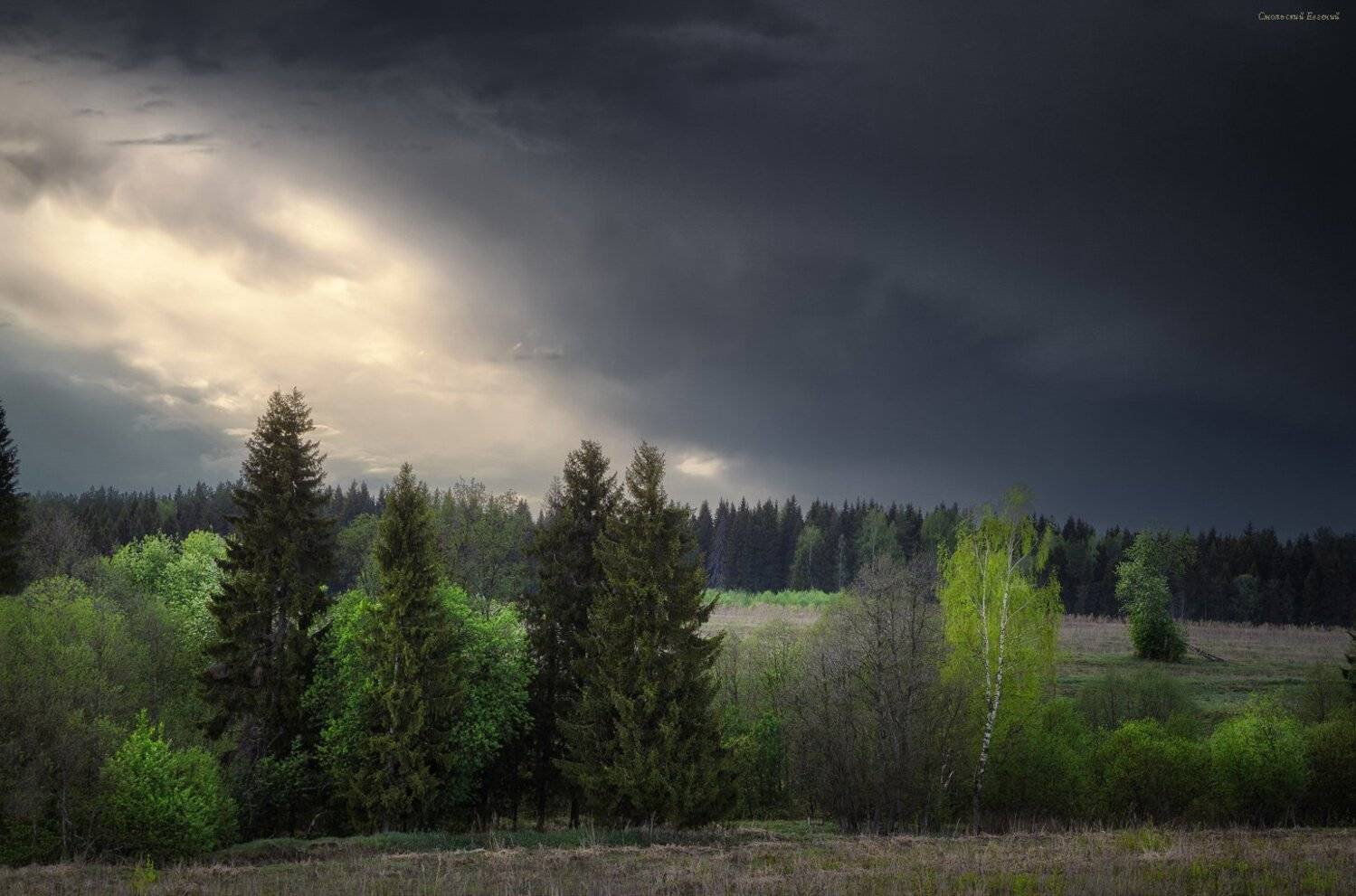 весна, лес, поляна, небо, пасмурно, облака, май, Смольский Евгений