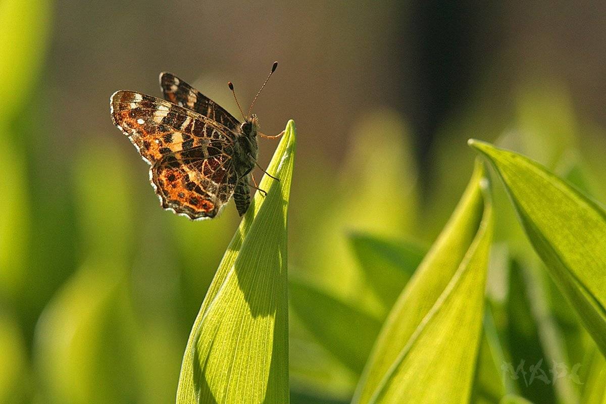 макро бабочка весна май, Шангареев Марс