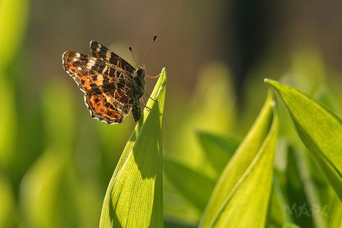 Хорошее утро