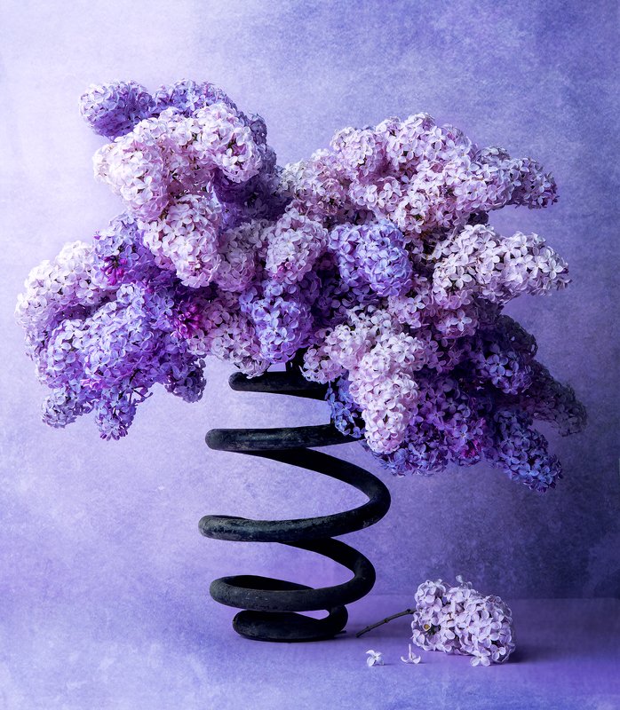 Violet фото превью