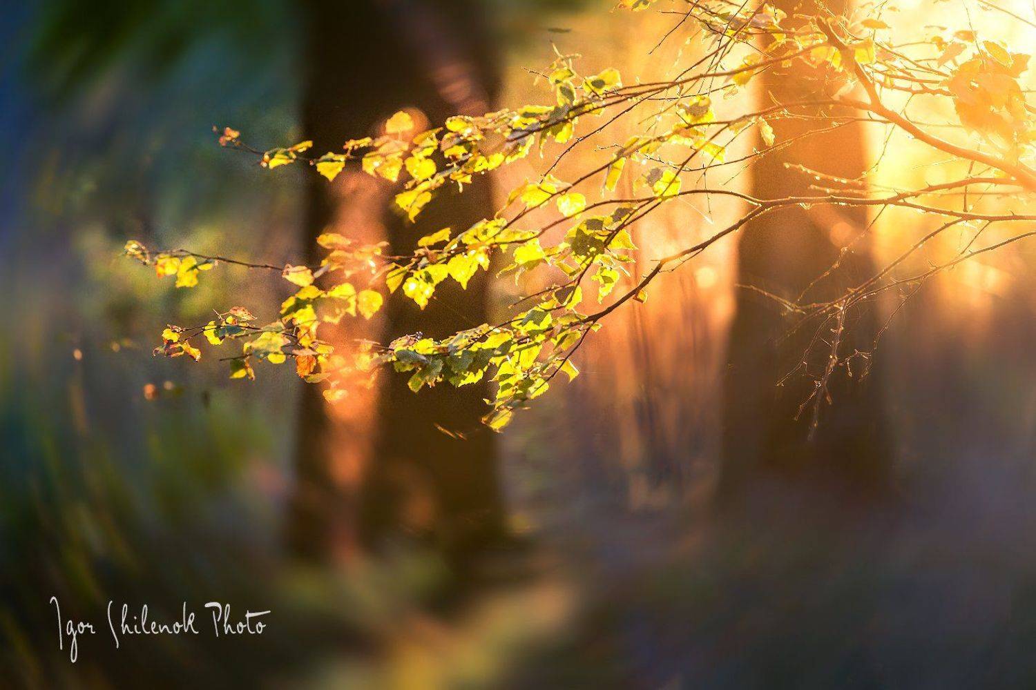 , Игорь Шиленок