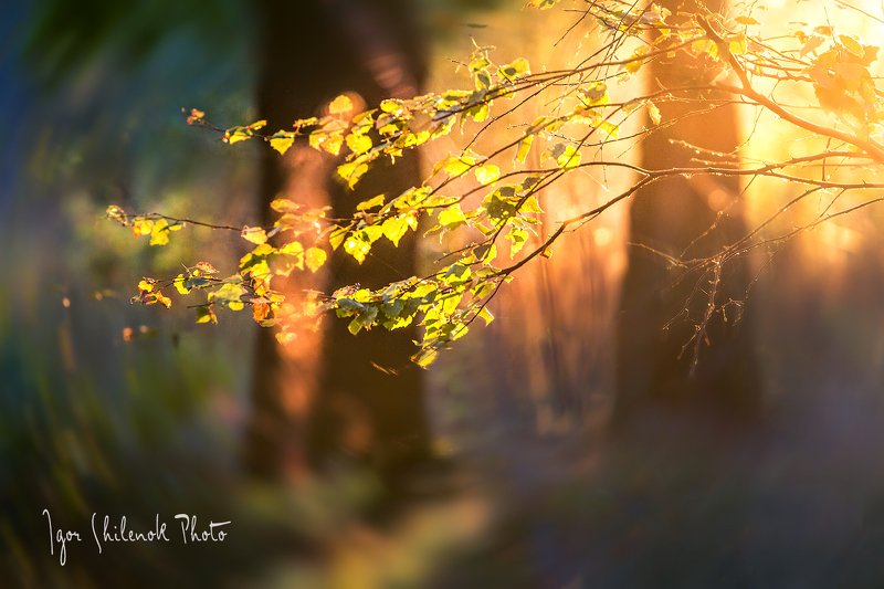 *** фото превью