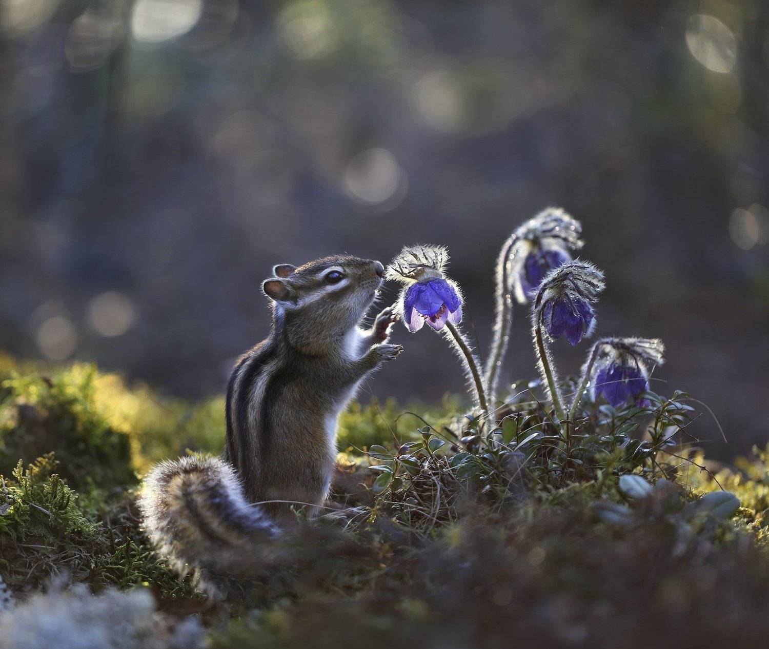 якутия, нерюнгри, бурундук, прострел, сон_трава, Евгения Левина