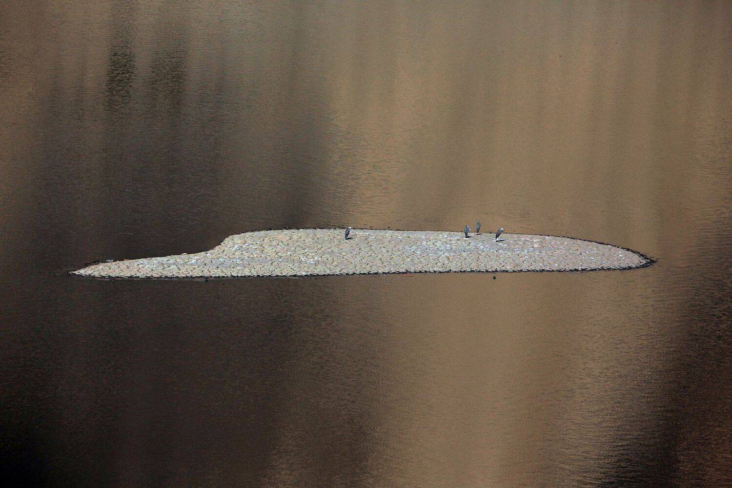 остров,цапли,серые цапли,река, Marat Magov