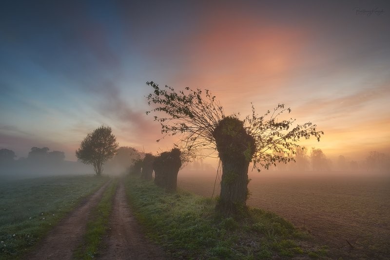 morning, ner, morning, dawn, spring, fog, willow, trees Foggy morning... фото превью