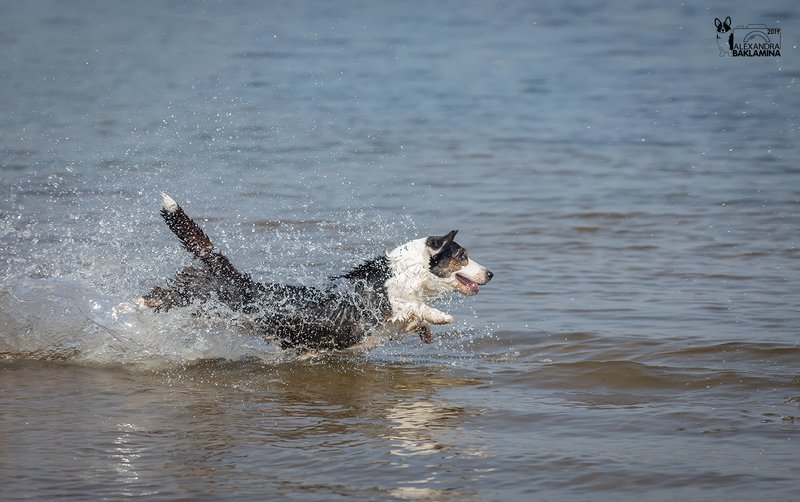 вельш корги, собака, лето Сезон брызг открыт! фото превью