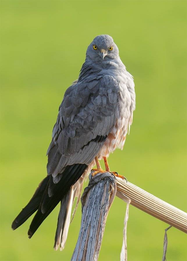 , Валерий Субачев