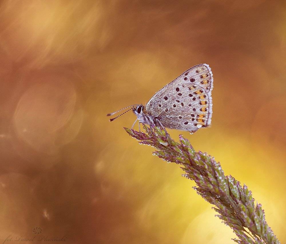 , Pawel Plucinski