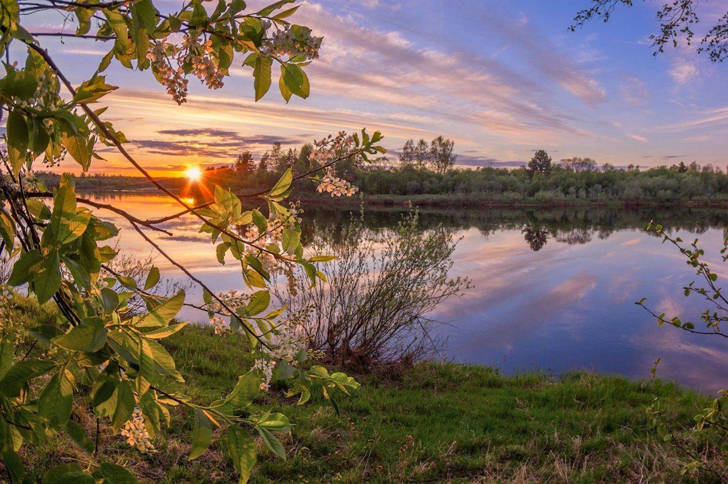 черемуха река закат вечер весна цветы, Марина Мурашова