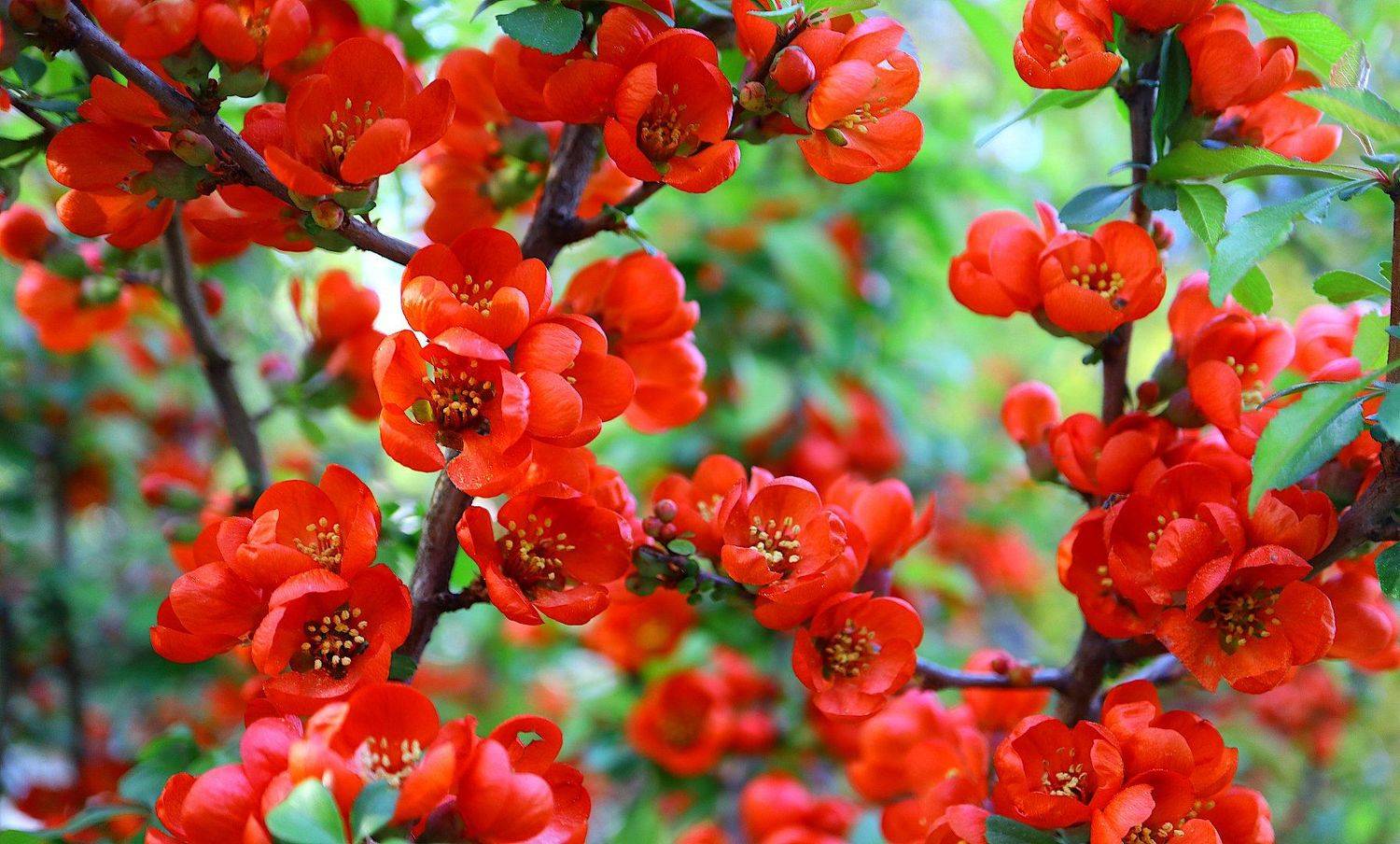 айва японская , Александр Зорин