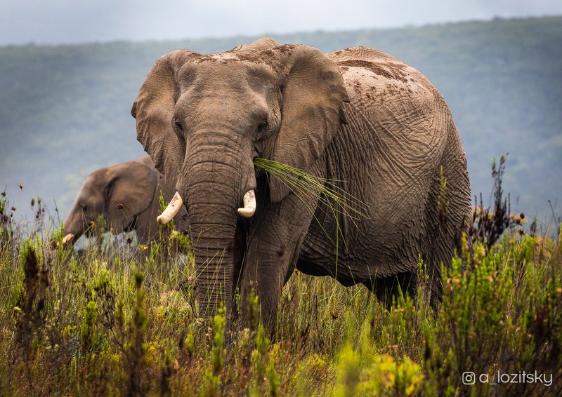 *** фото превью