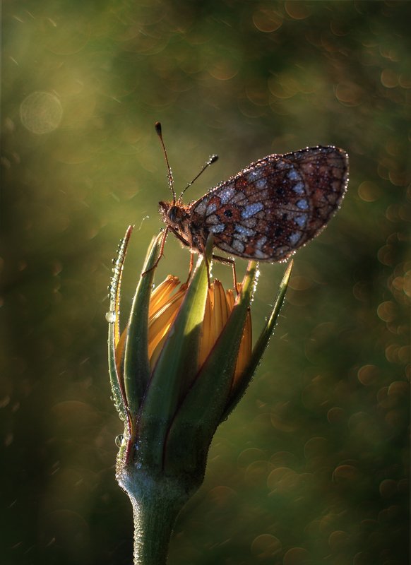*** фото превью