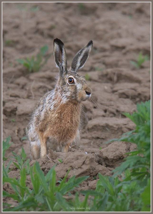 , Валерий Субачев