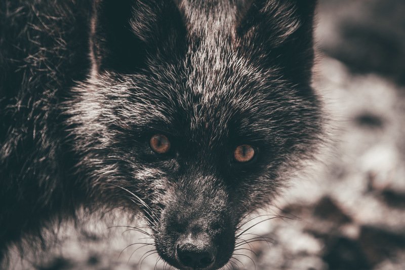 лиса Добрый вечер фото превью