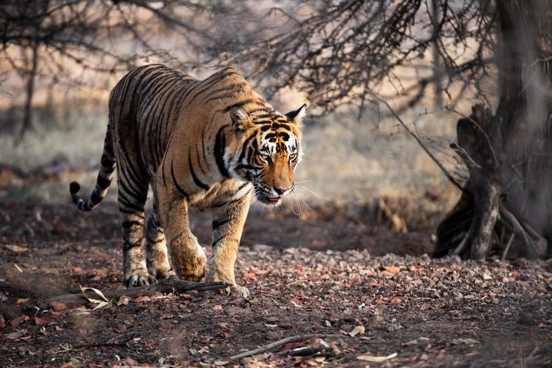 индия Летящей походкой фото превью