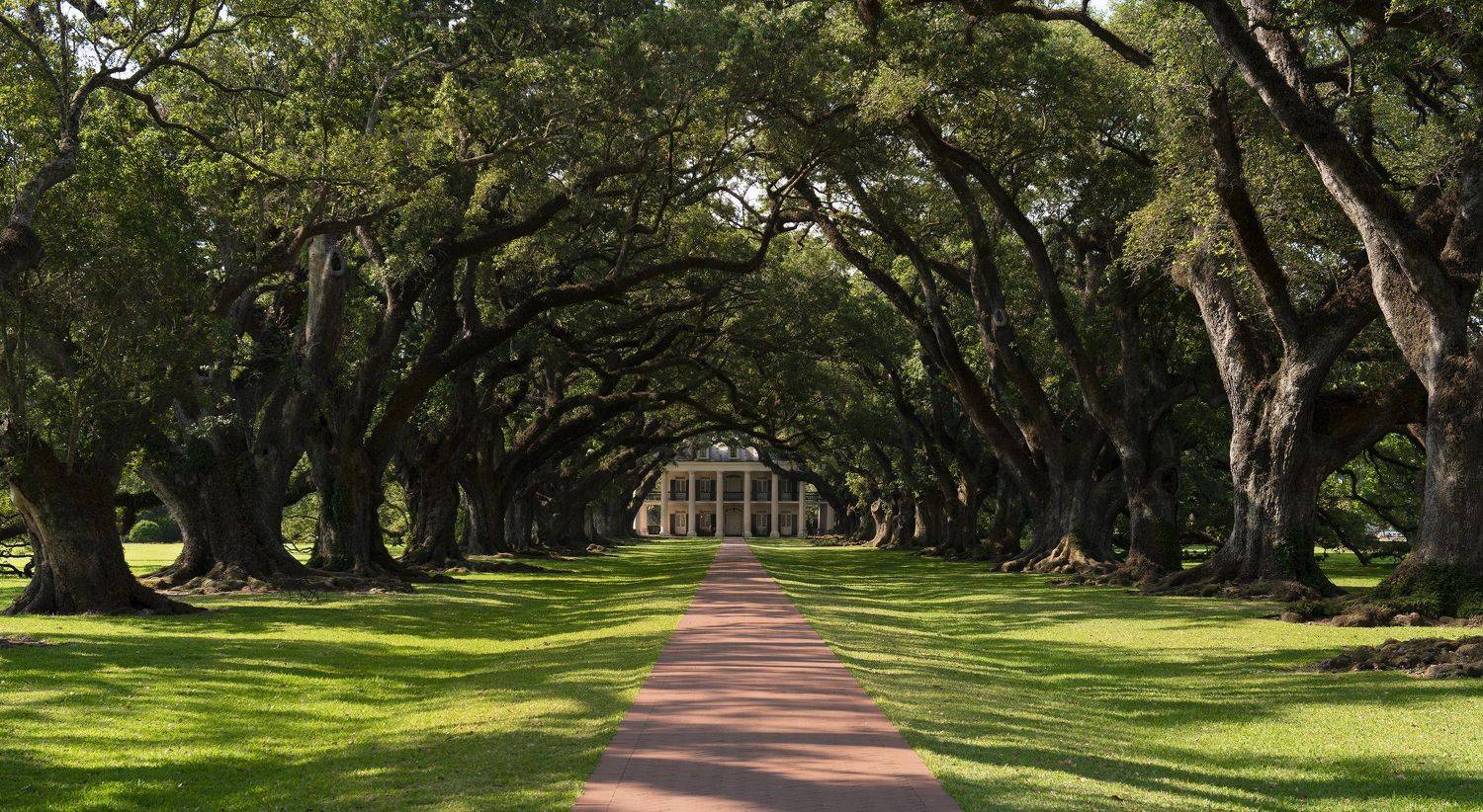 oak plantation, luisiana, Dmitry Samoylin