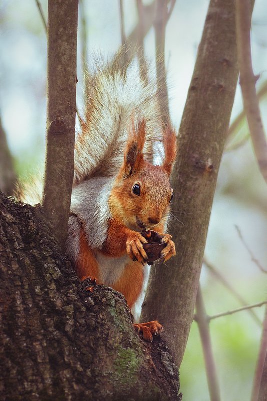 moment, момент, beautiful, красивый, nature, природа, wildlife, живая, manual lens, мануальная оптика, юпитер-37а, animal, животное, red, рыжая, squirrel, белка, nut, орех, gnaws, грызет, happy, счастливая, spring, весна, Счастье есть! ;) фото превью