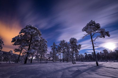 Night in the forest, in the wintertime...