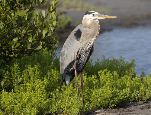 Большая голубая цапля  - Great Blue Heron