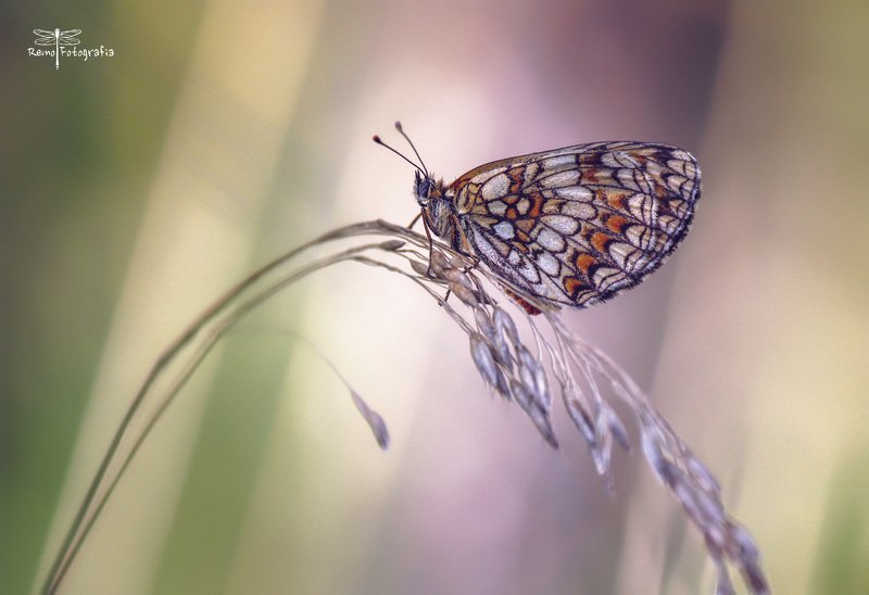 Melitaea athalia-Przeplatka atalia. фото превью