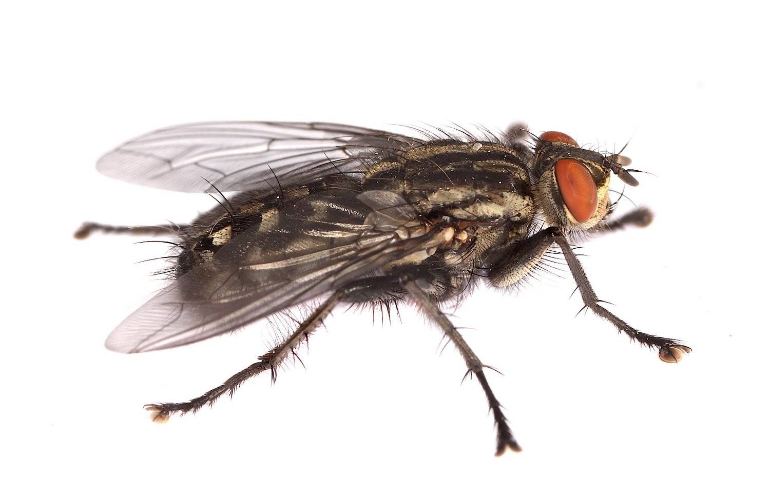 муха, саркофага, серая, Александр Зорин