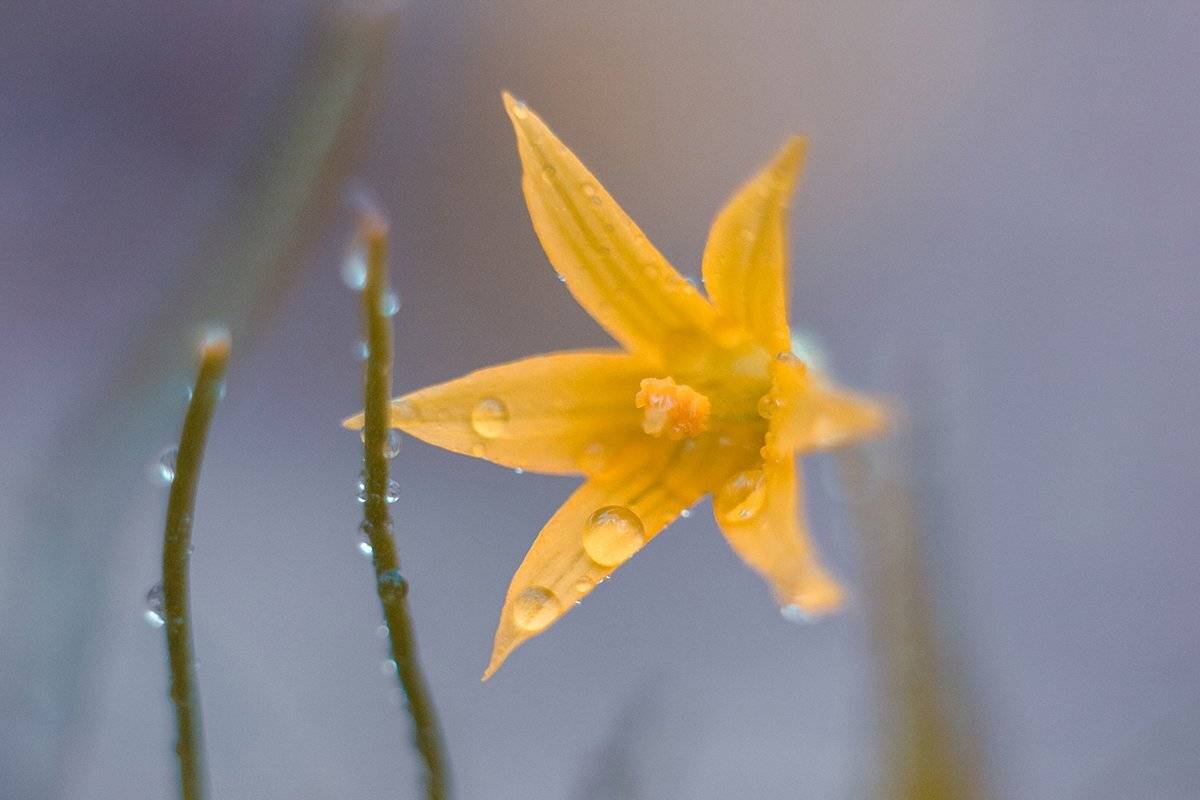 макро, макрофотография, макросъёмка, природа,  весна, цветы, макромагия,, Дмитрий Гусалов