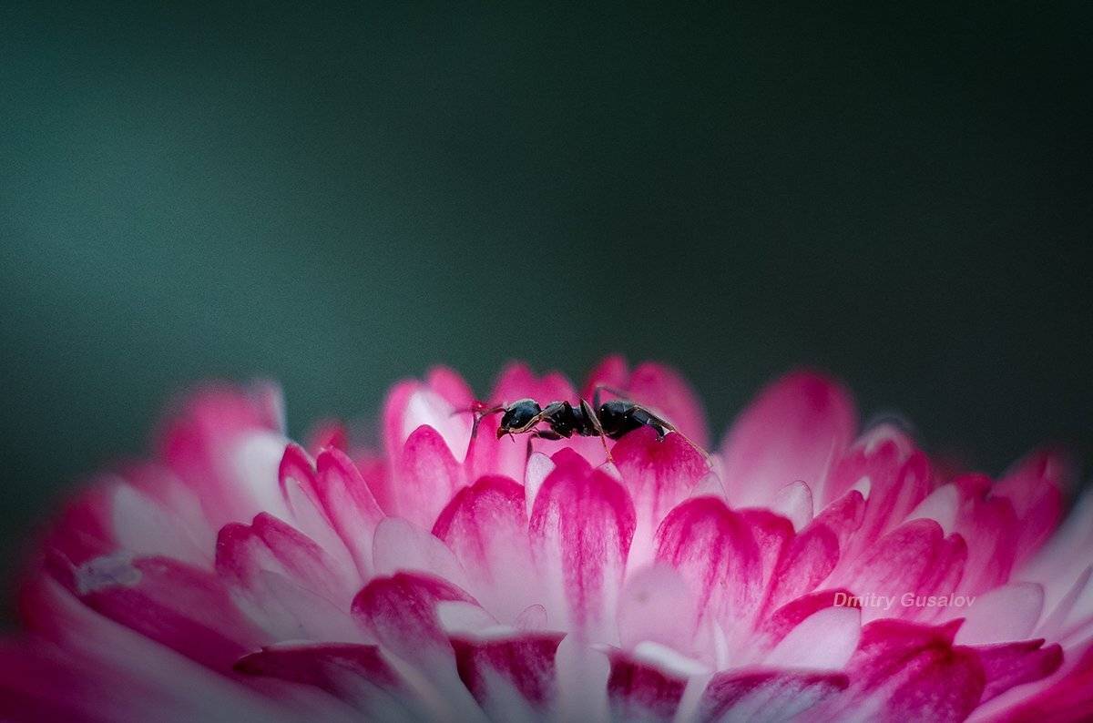 макро, макрофотография, макросъёмка, природа,  весна, цветы, макромагия, муравей, цвет,, Дмитрий Гусалов