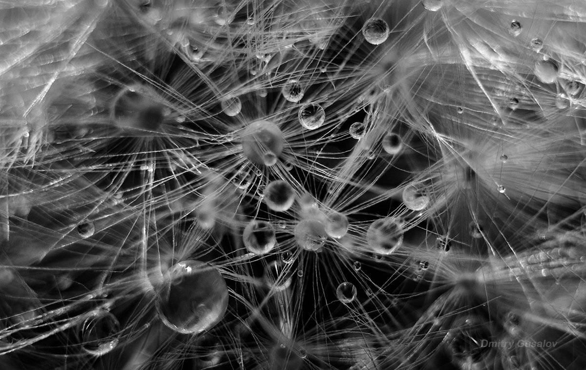 макро, макрофотография, макросъёмка, природа,  весна, цветы, макромагия, одуванчик, цвет, вода, Дмитрий Гусалов