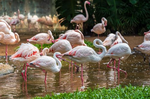 Розовые фламинго в парке птиц Parque das Aves, Бразилия