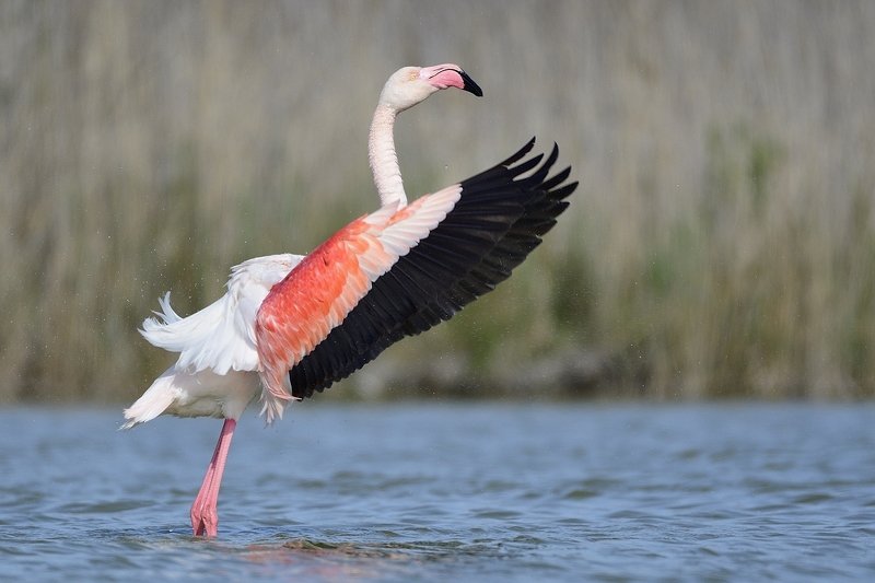 птицы birds Phoenicopterus roseus фото превью
