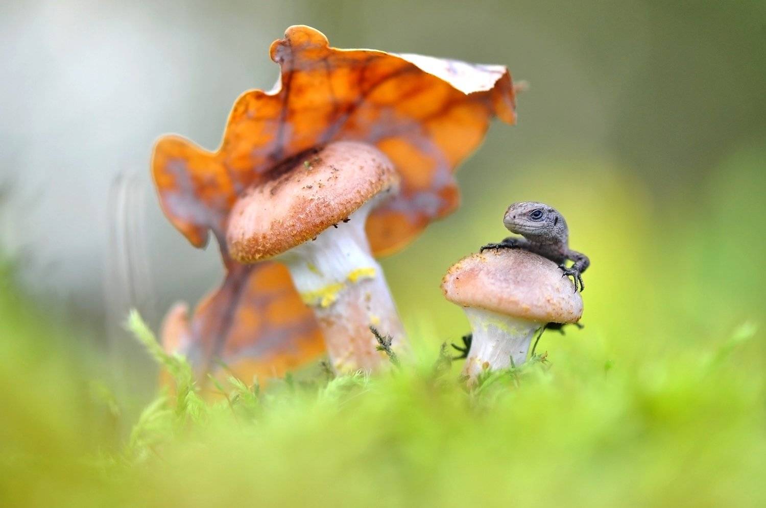 , Макеев Алексей