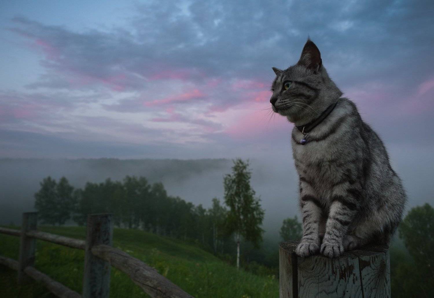 , Баранов Олег