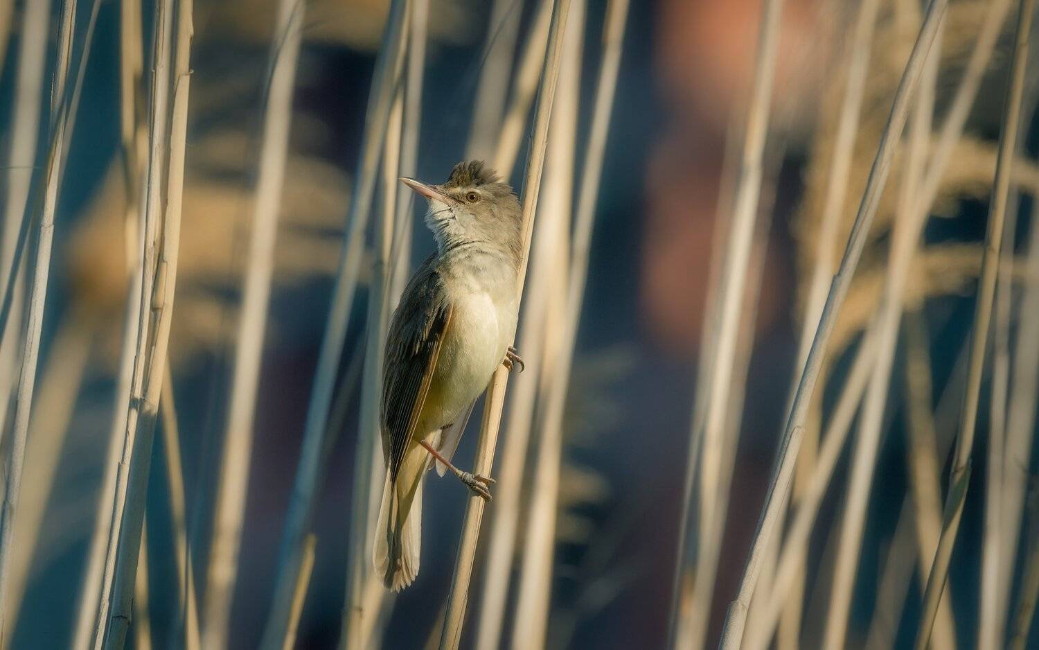 , Alexander Plekhanov