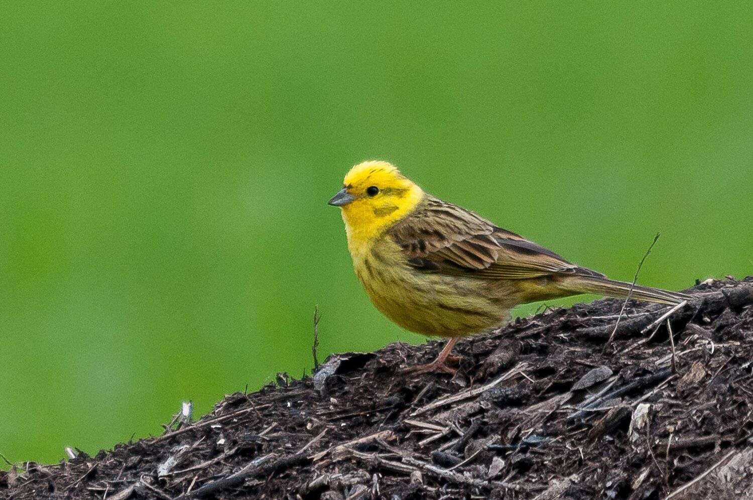 emberiza, citrinella;bird;yellowhammer, Sib&eacute;