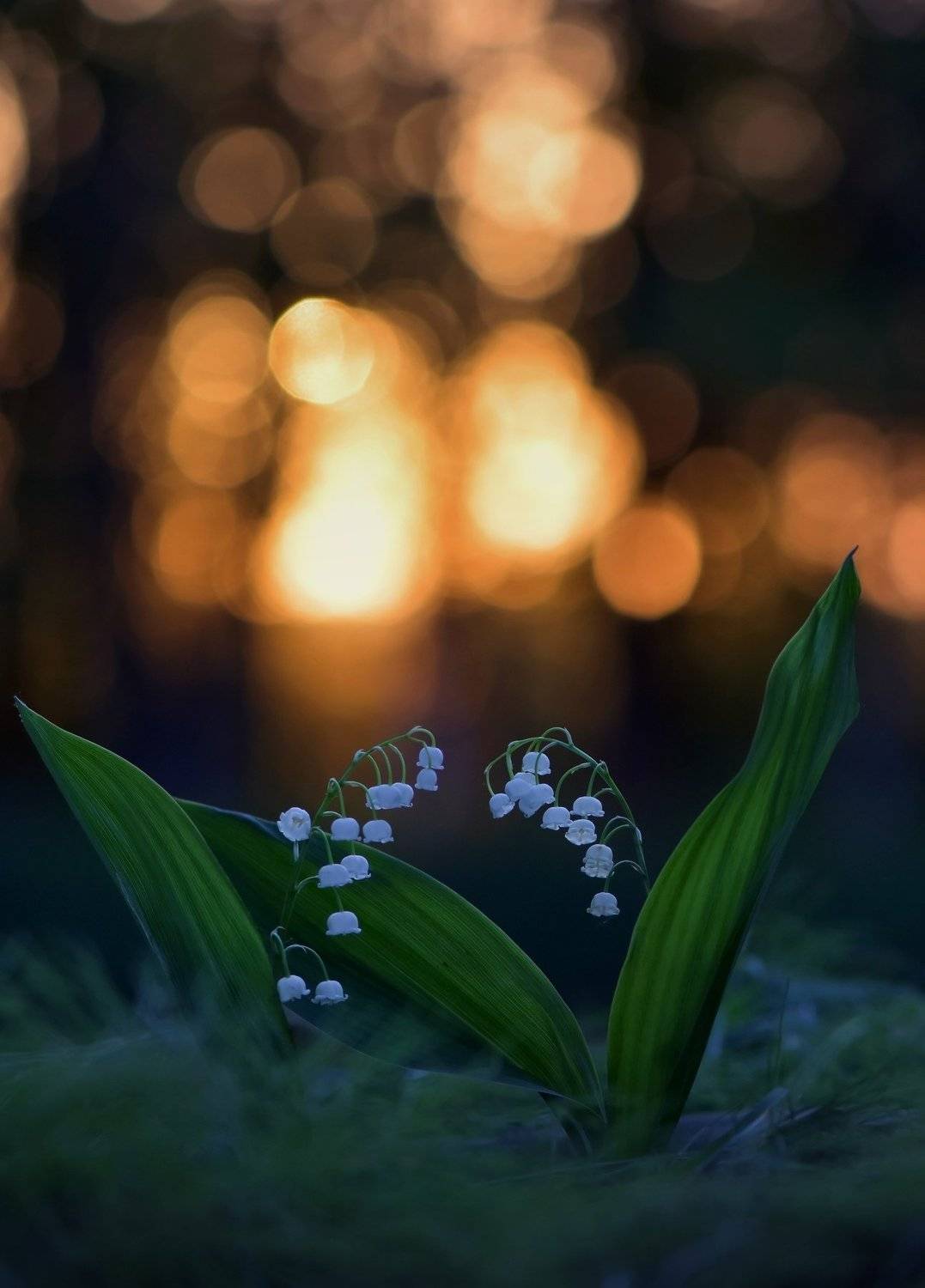 , Макеев Алексей