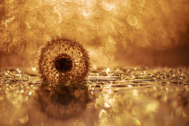 Одуванчик в золоте фото превью