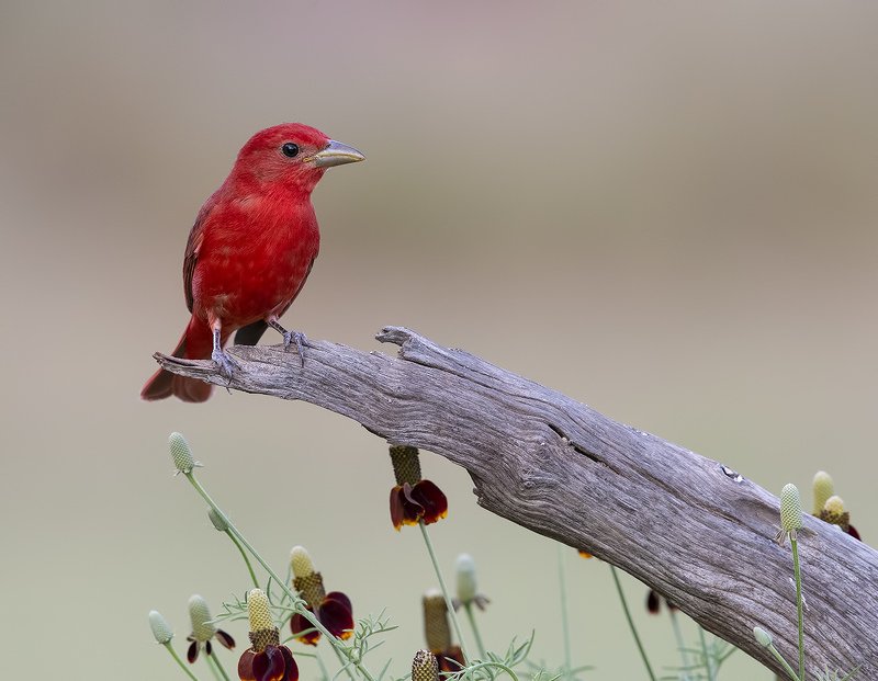 summer tanager, алая пиранга, cardinal, tx, texas Summer tanager - Алая пиранга фото превью