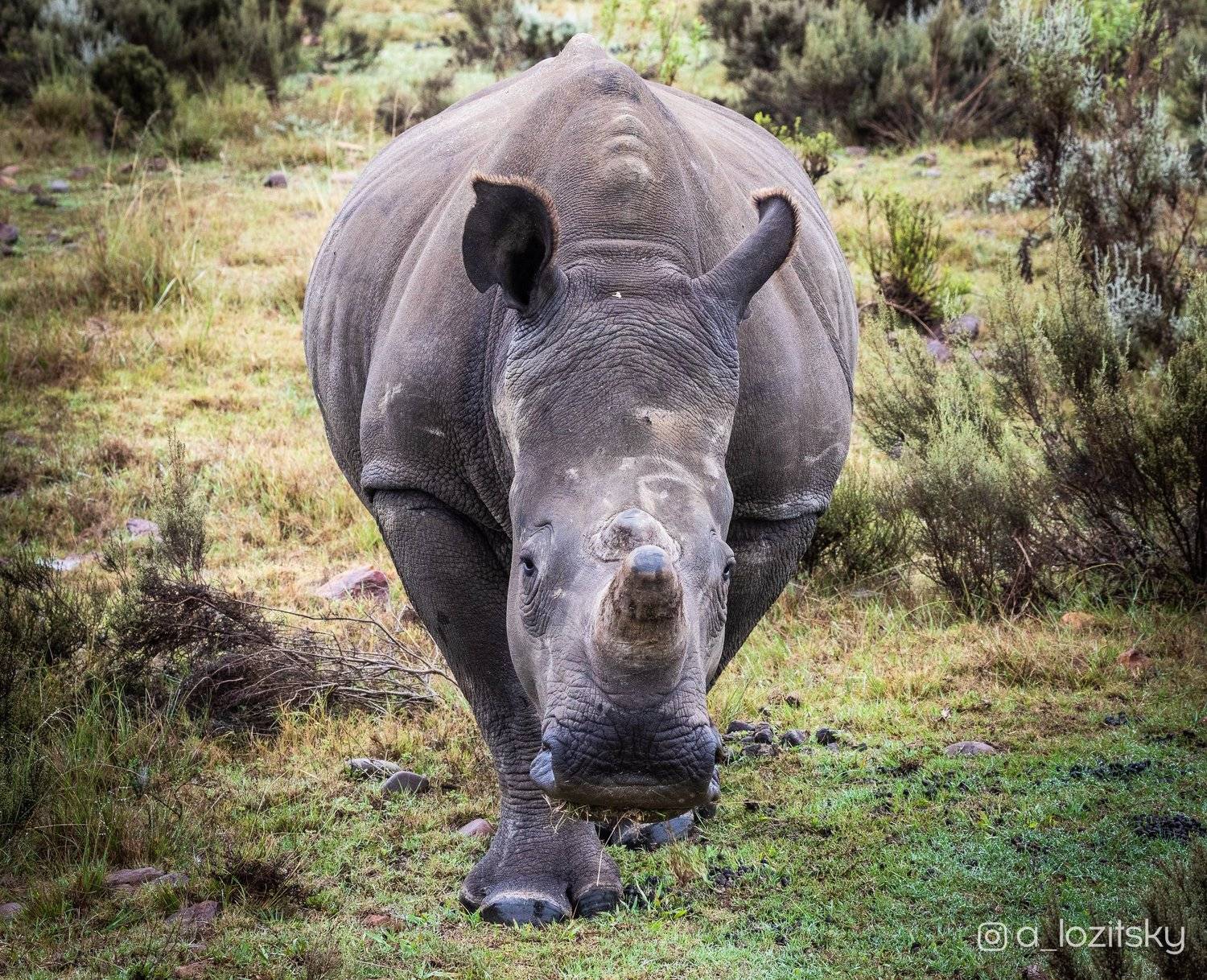 , Александр Лозицкий