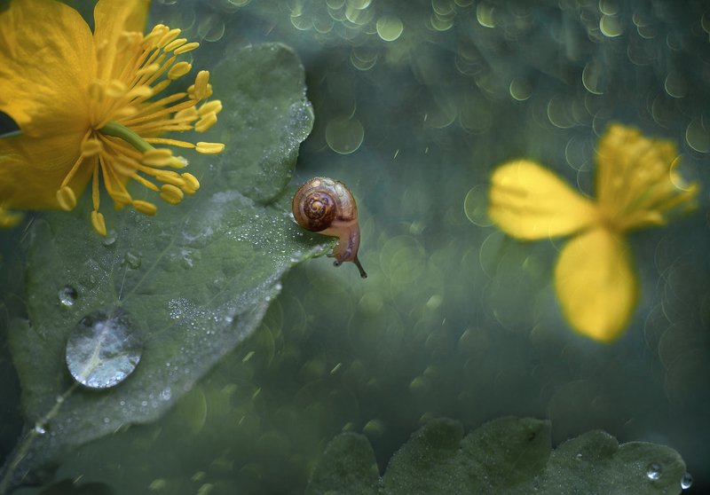 *** фото превью