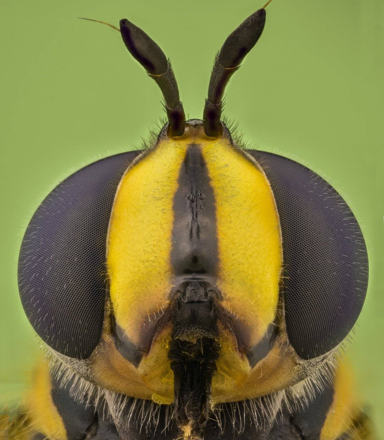 ceclii, macro, extrememacro, nikon d3400, lomo 3.7x, Tsvetan Ganev