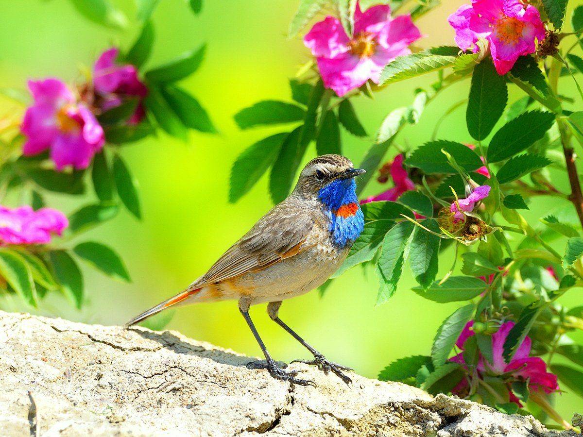 природа, фотоохота, варакушка, птицы, животные, цветы, лето, vladilenoff