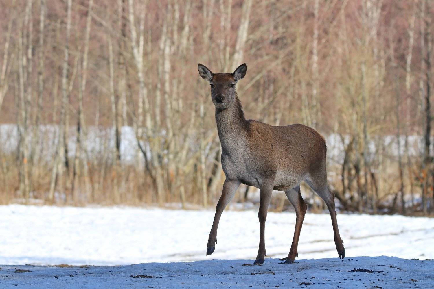 , Пашкевич Василий