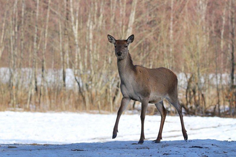 олешка фото превью