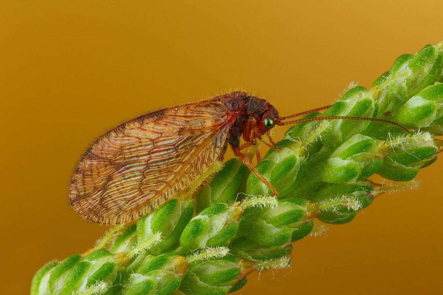 макро трава зеленый коричневый насекомое животное, Андрей Шаповалов